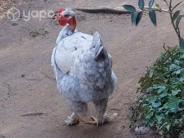 Pollas y pollos(campos) - Imagen 4