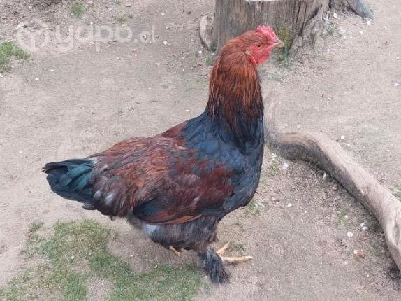 Pollas y pollos(campos) - Imagen 6