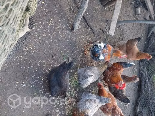 Pollas y pollos(campos) - Imagen 3
