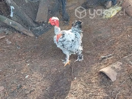 Pollas y pollos(campos) - Imagen 2