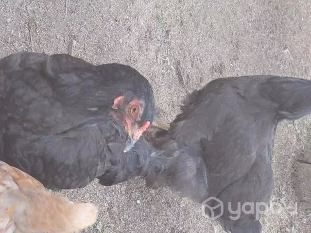 Pollas y pollos(campos) - Imagen 5