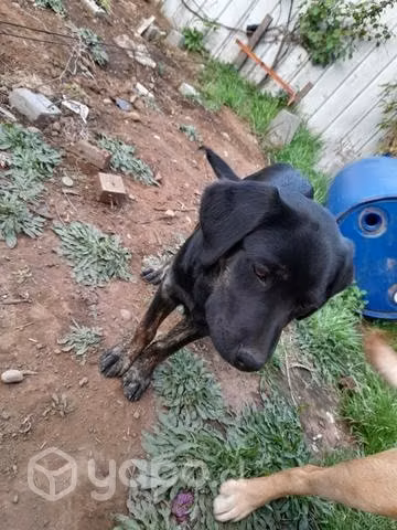 Cachorra en adopción - Imagen 2