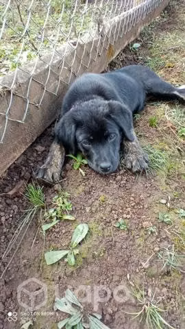 Cachorra en adopción