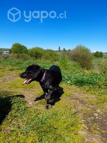 Cachorra en adopción - Imagen 3