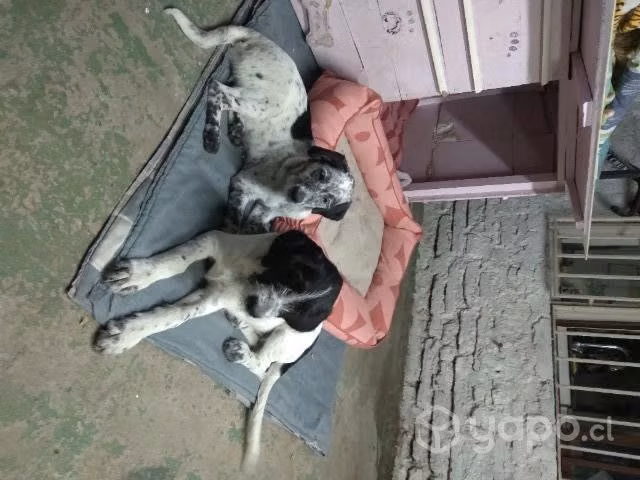 Regalo cachorritos