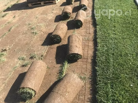 Pasto alfombra