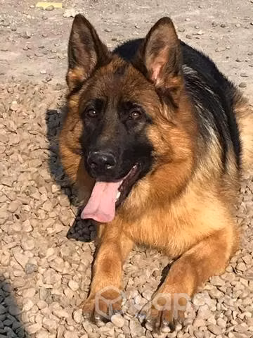 Cachorros Pastor Alemán