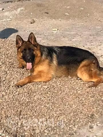 Cachorros Pastor Alemán