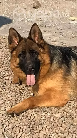 Cachorros Pastor Alemán