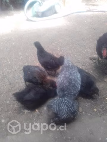 Pollitos y patos