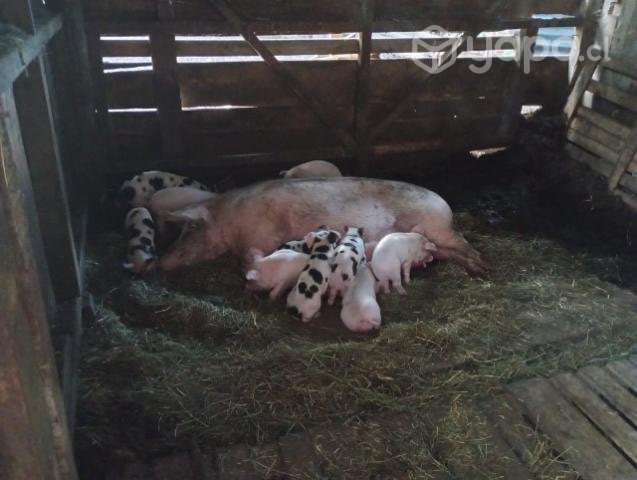 Chancha parida - Imagen 3
