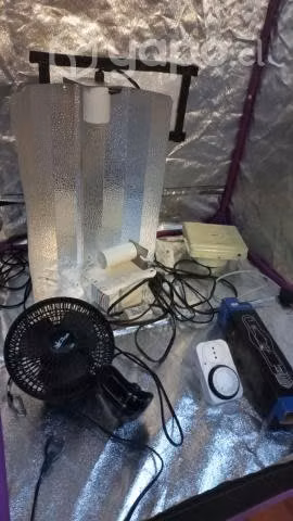 Carpa cultivo purple + accesaorios