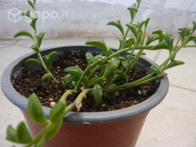 Suculenta Delfín - Imagen 3