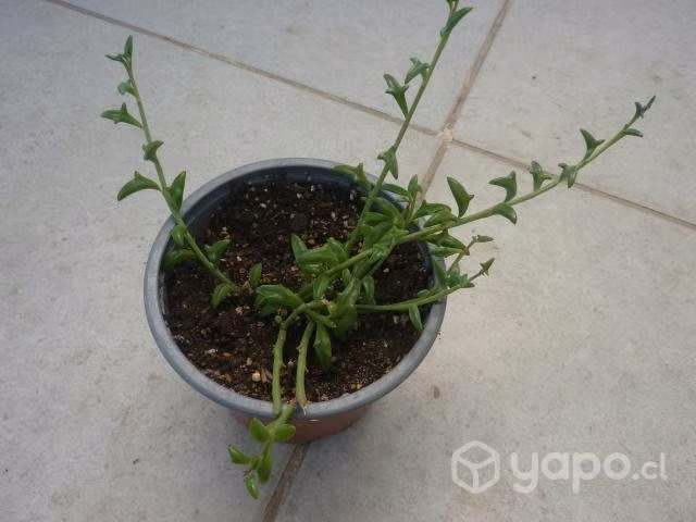 Suculenta Delfín - Imagen 2