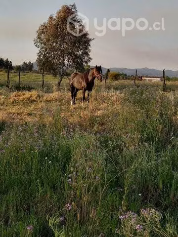 Caballo inscrito