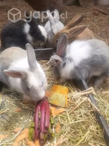hermosos gazapos las conpañia alta