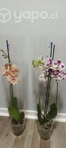 Orquídeas naturales