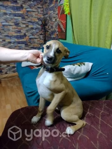 En adopción criolla