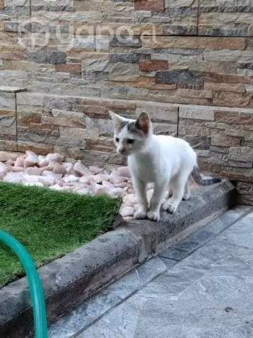 Se regalan gatitos - Imagen 3