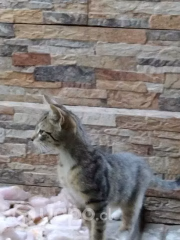 Se regalan gatitos - Imagen 2