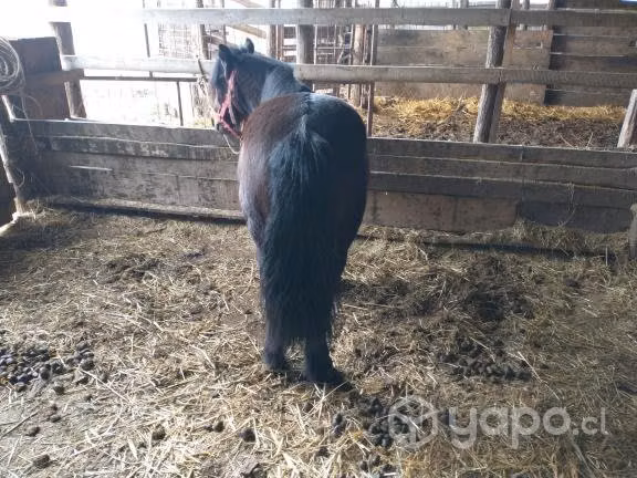 Caballo pony