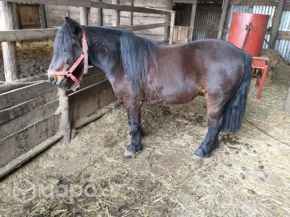 Caballo pony