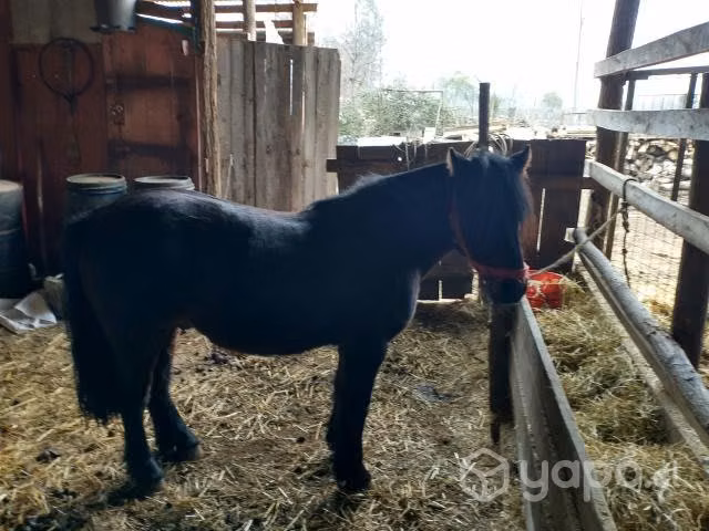 Caballo pony