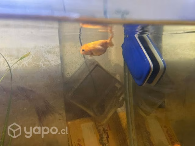 Acuario estructura metálica