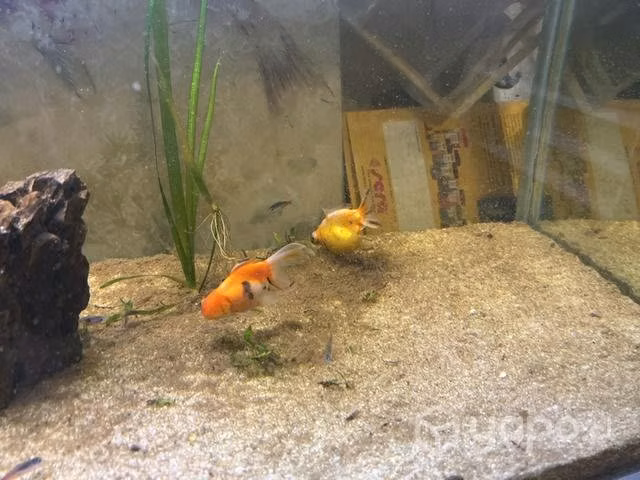 Acuario estructura metálica