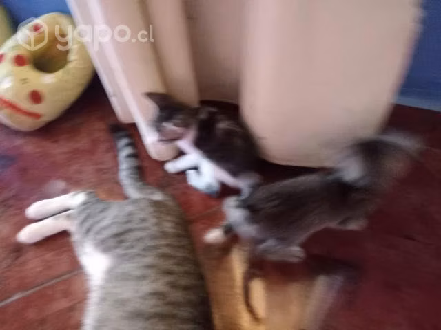 Se regala gatiotos - Imagen 2