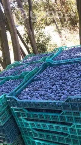 Arándanos y Frambuesas