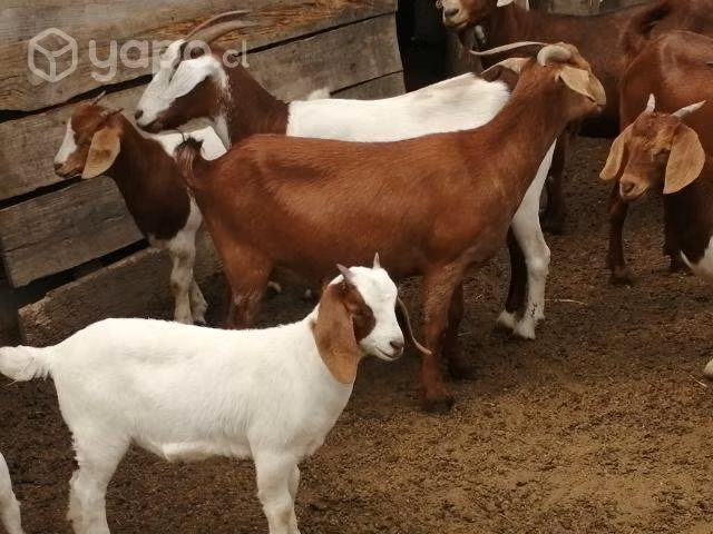 chivas madre. Nuevas y machos