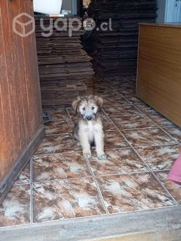 Regalo perrito