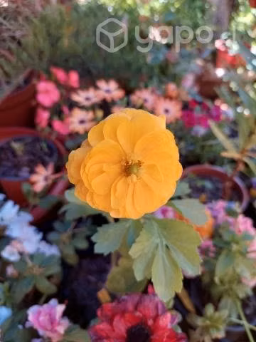 Ranunculos