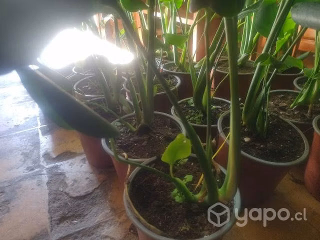 Planta monstera