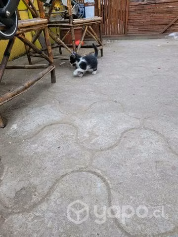Regalo gatito macho
