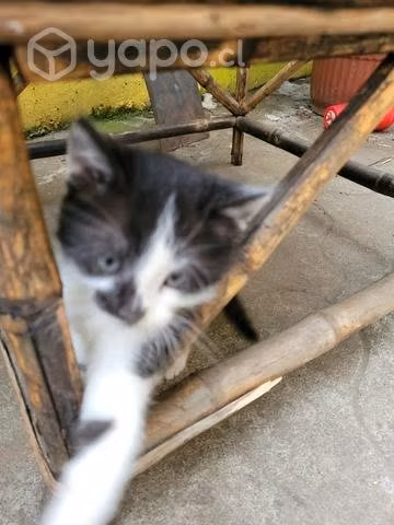 Regalo gatito macho