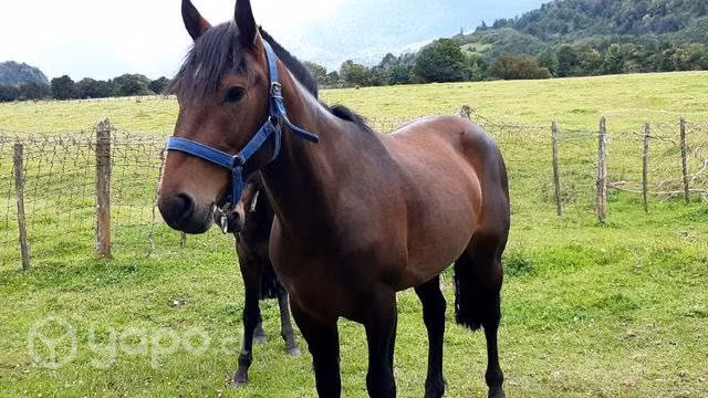 Caballo manso de cabresto no de andar