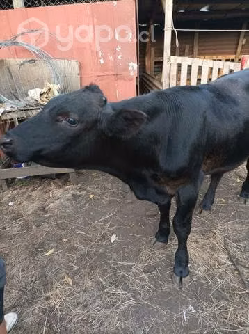 Ternero