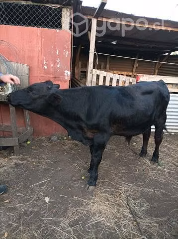Ternero - Imagen 2