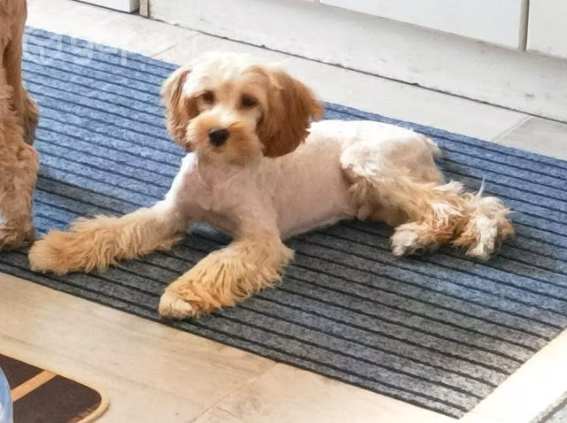 Cachorrro macho en adopcion