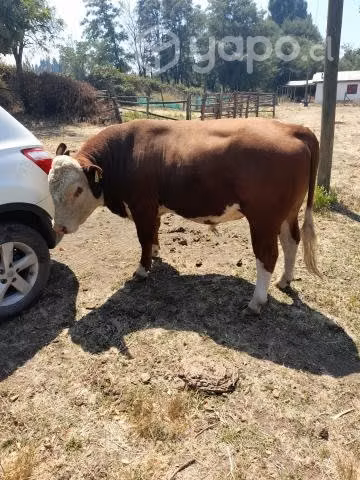Torito clavel con herefor LosAngeles
