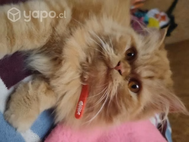 Gatita persa