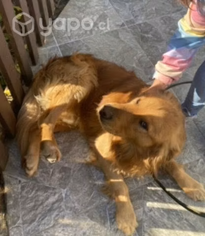 Golden Retriever busca novia de misma raza