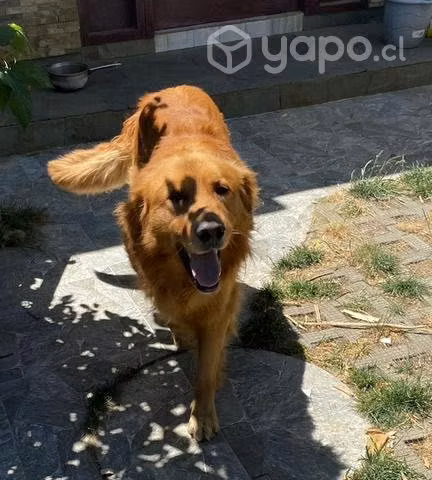 Golden Retriever busca novia de misma raza