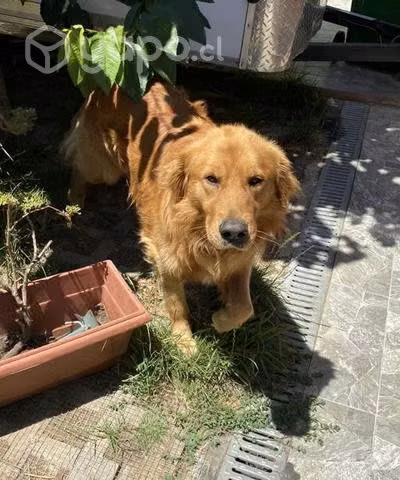 Golden Retriever busca novia de misma raza