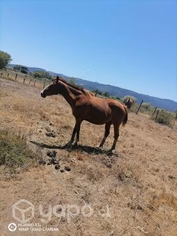 Yegua preñada