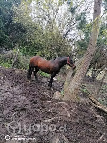 Yegua preñada