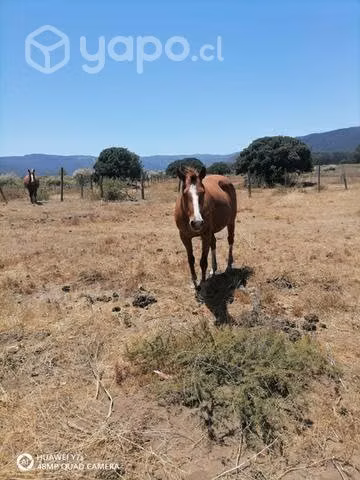 Yegua preñada