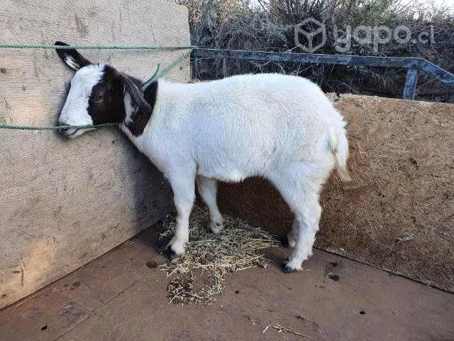 Chivos y corderos